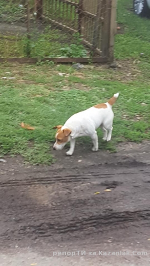 Изгубено куче до Джимса