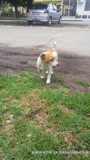 Изгубено куче до Джимса