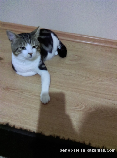 Избягал котарак в района между изток 51 и 46