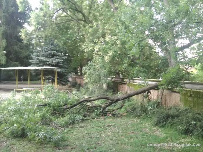 Общински дървета в детска градина!
