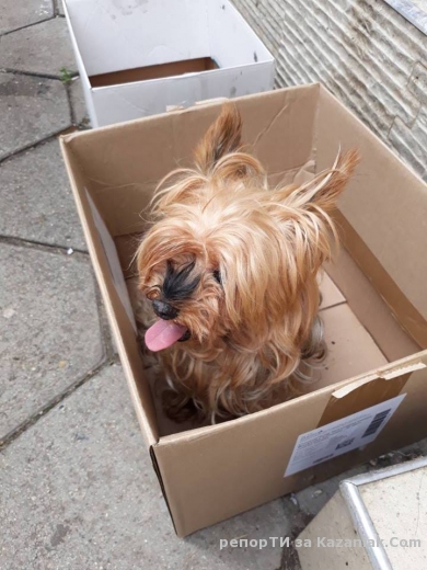 Намерено куче