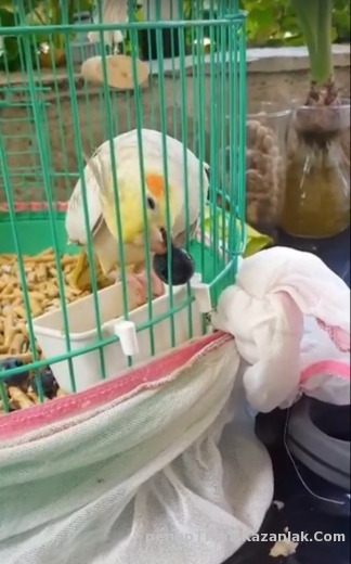 Изгубен папагал