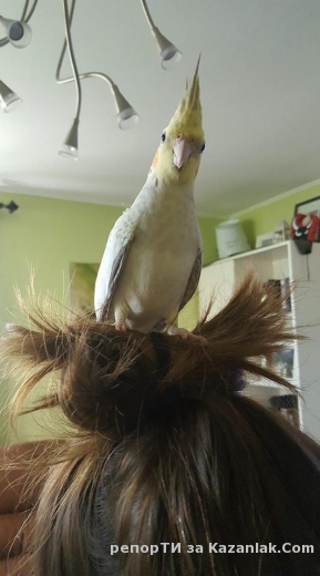 Изгубен папагал