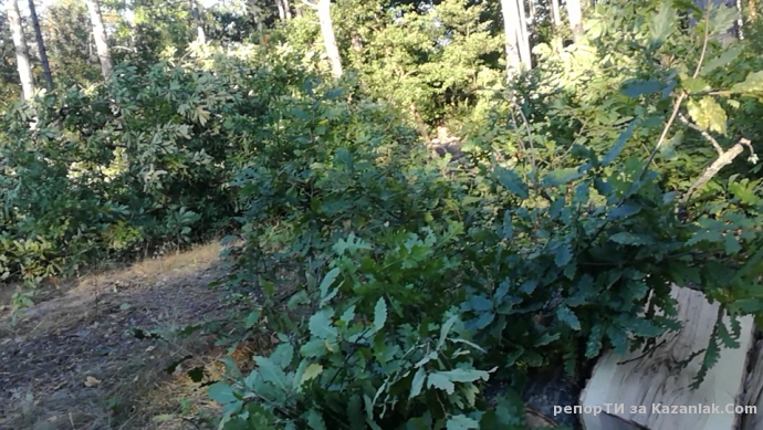 Незаконна сеч край язорива 