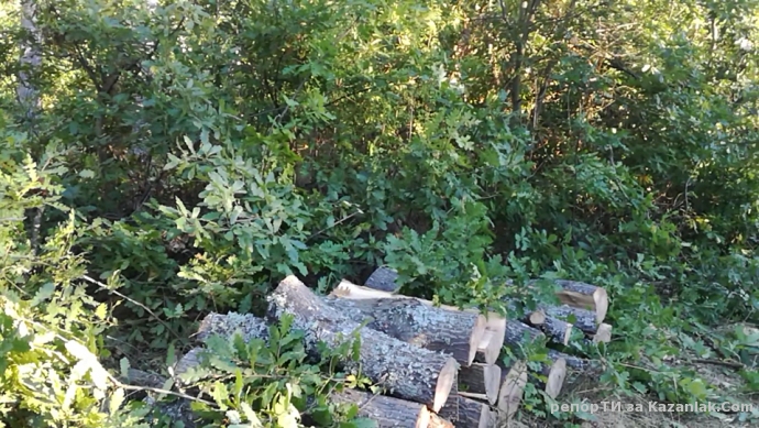 Незаконна сеч край язорива 