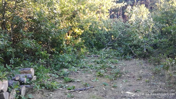 Незаконна сеч край язорива 