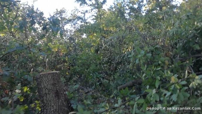 Незаконна сеч край язорива 