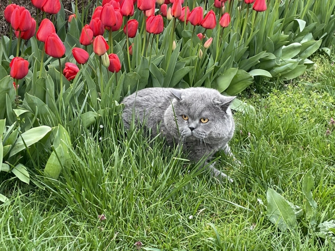 Загубен котарак в района на Крън