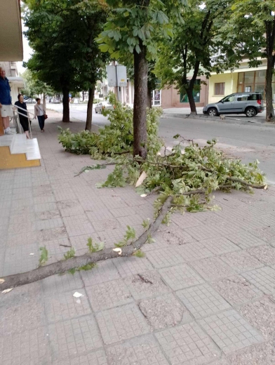 Буреносният вятър събори дърво в Казанлък