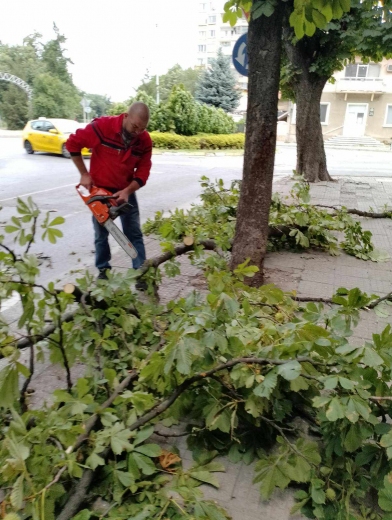 Буреносният вятър събори дърво в Казанлък