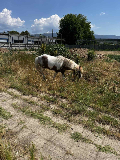 Намерено избягало пони