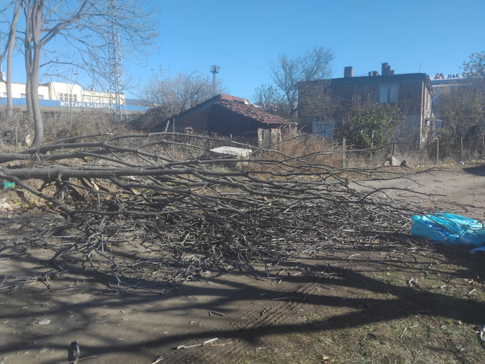 Силният вятър повали дърво в Казанлък 