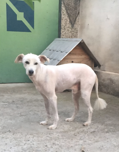 Изгубено куче