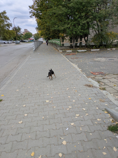 Изгубен пинчер в Западното