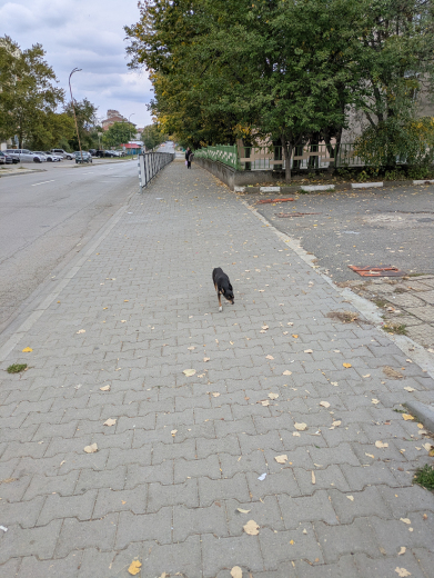 Изгубен пинчер в Западното