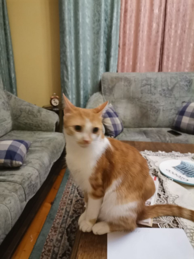 Издирва се котарак