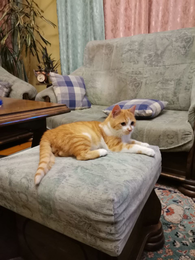 Издирва се котарак