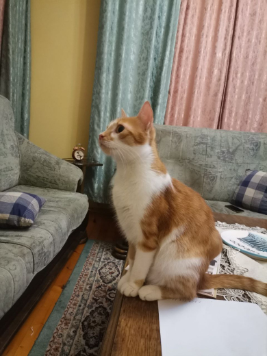 Издирва се котарак