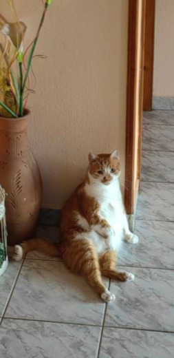 Издирва се котарак