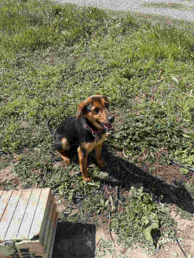 Изгубено куче  в района на село Хаджидимитрово 