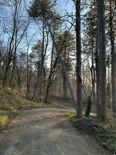 Вимавайте с изгнилите дървета на парк Тюлбе