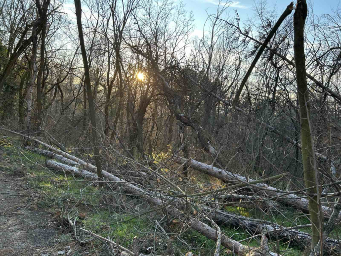Вимавайте с изгнилите дървета на парк Тюлбе