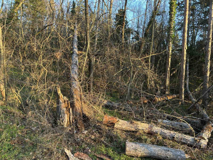 Вимавайте с изгнилите дървета на парк Тюлбе