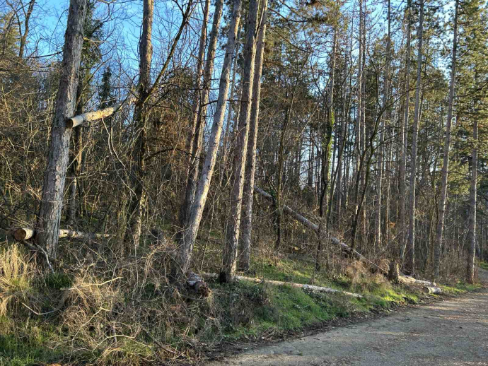 Вимавайте с изгнилите дървета на парк Тюлбе