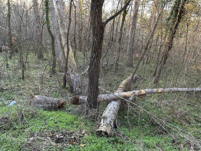 Вимавайте с изгнилите дървета на парк Тюлбе