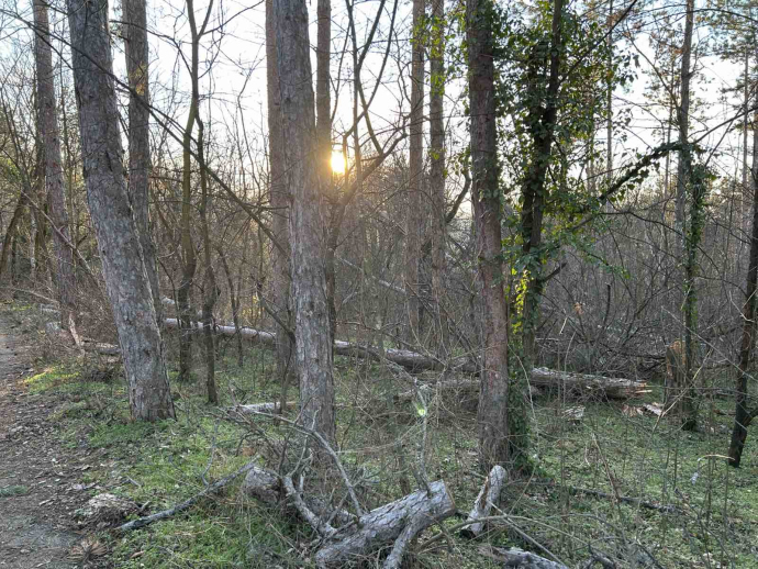 Вимавайте с изгнилите дървета на парк Тюлбе